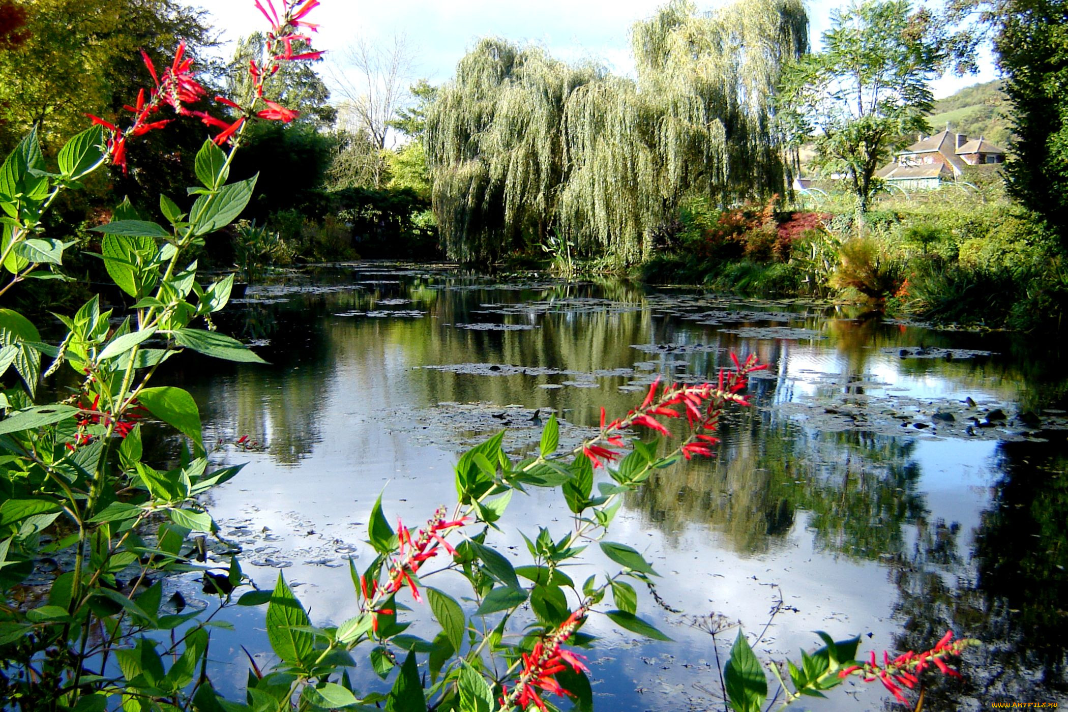 Цветущий водоем. Цветы у реки. Кусты у воды. Природа река цветы. Озеро цветы.
